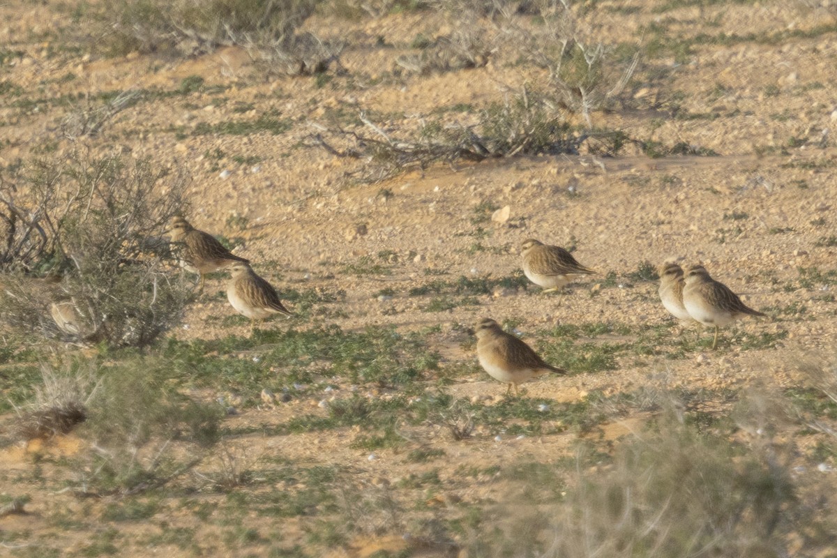 Eurasian Dotterel - ML650449179