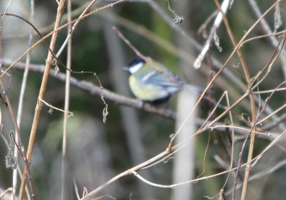 Great Tit - ML650449214