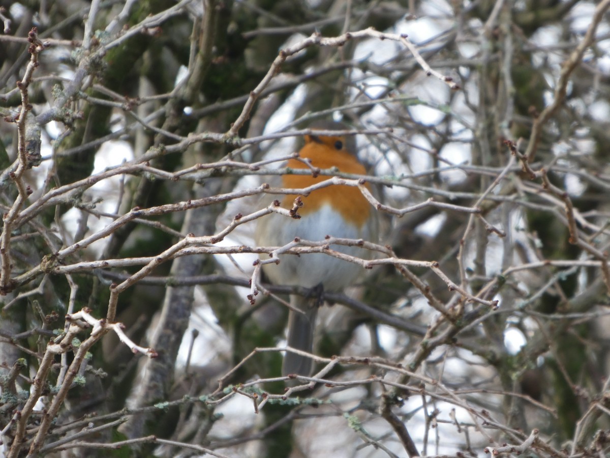 European Robin - ML650449240