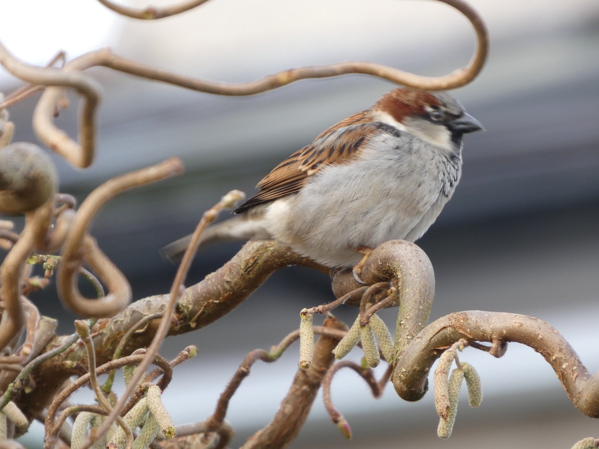 家麻雀 - ML650449259