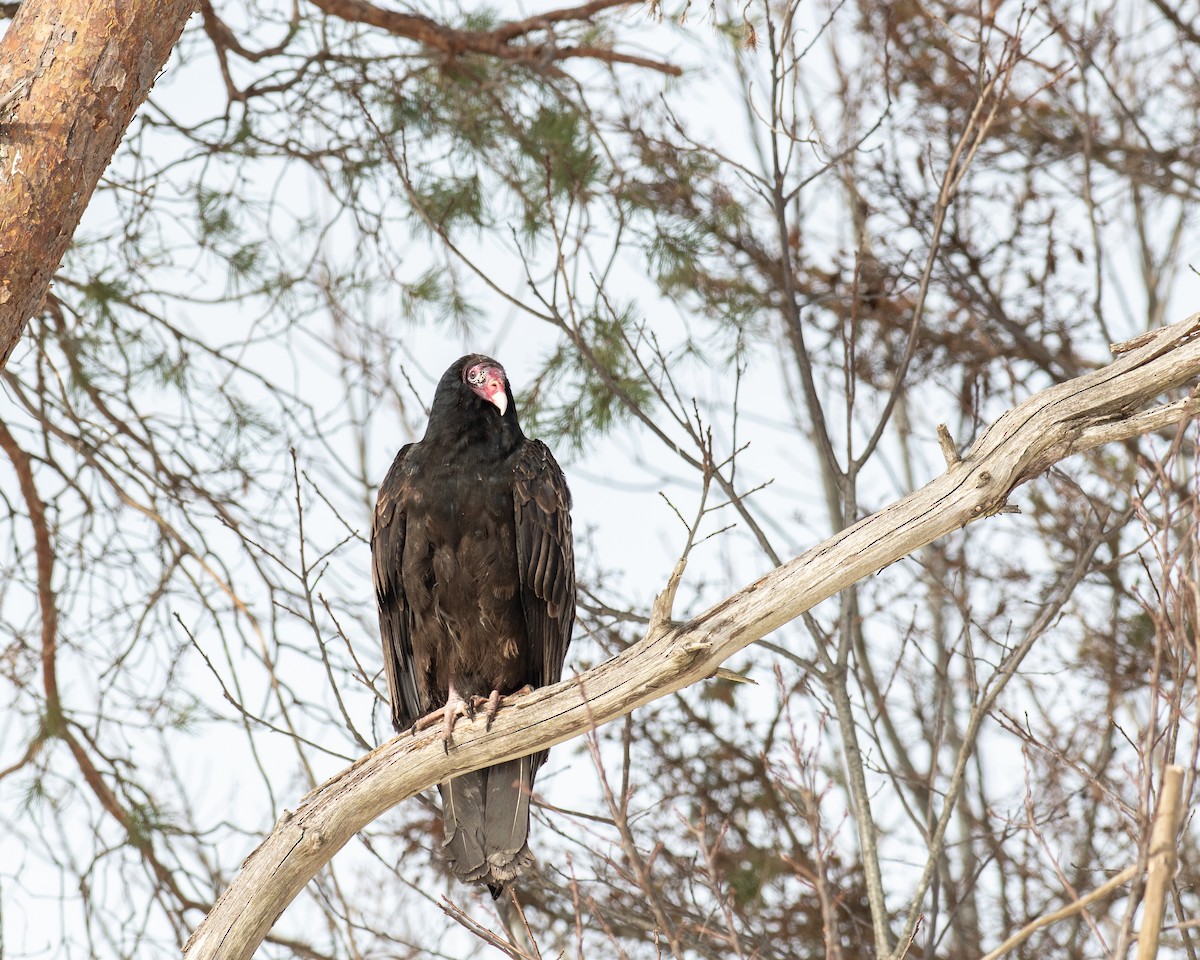 Катарта-индейка - ML650449382