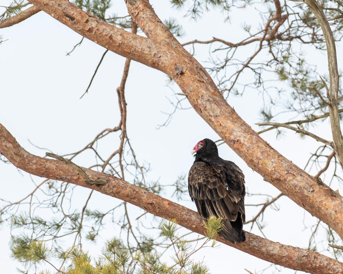 Катарта-индейка - ML650449383