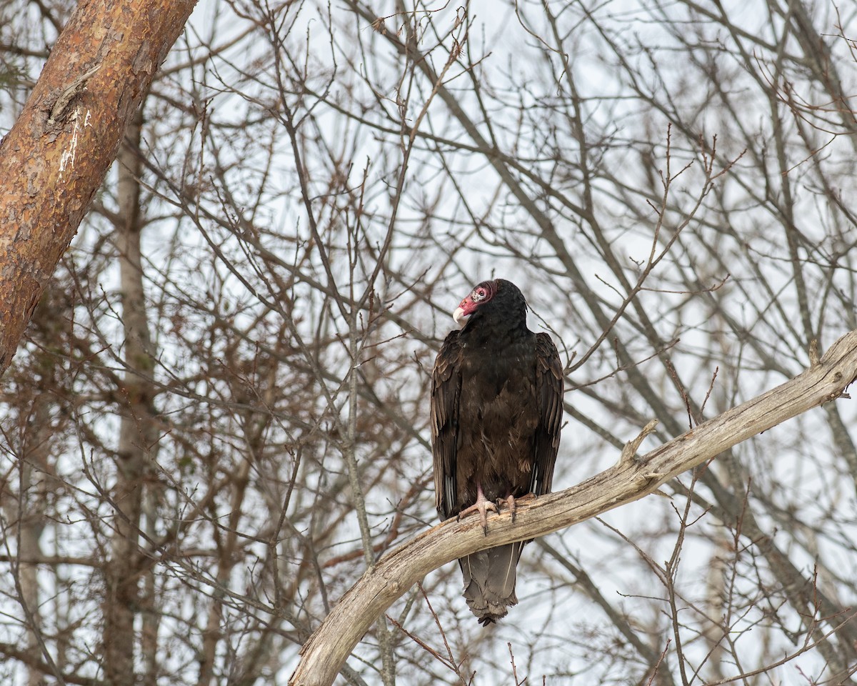 Катарта-индейка - ML650449384