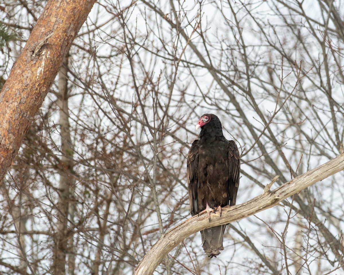 Катарта-индейка - ML650449385