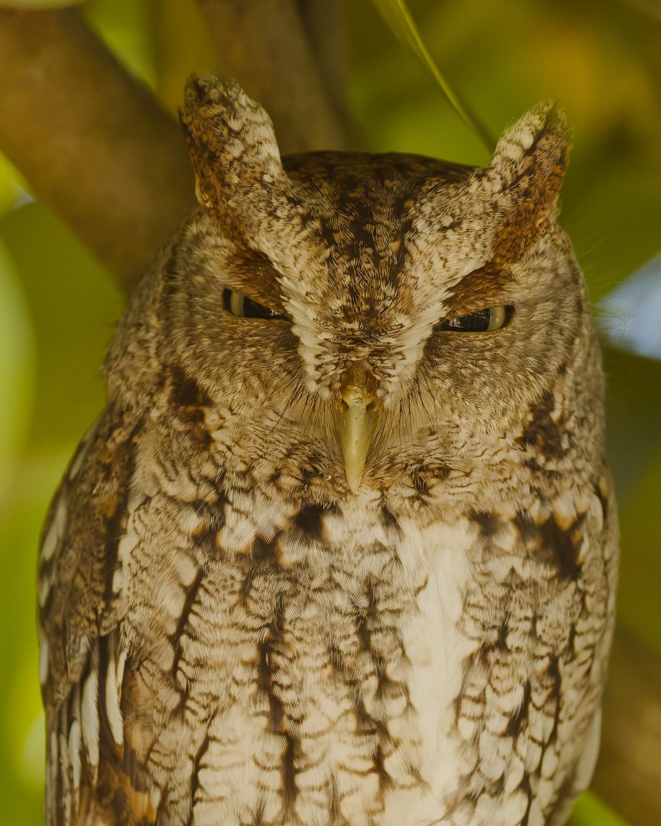 Eastern Screech-Owl - ML650449552