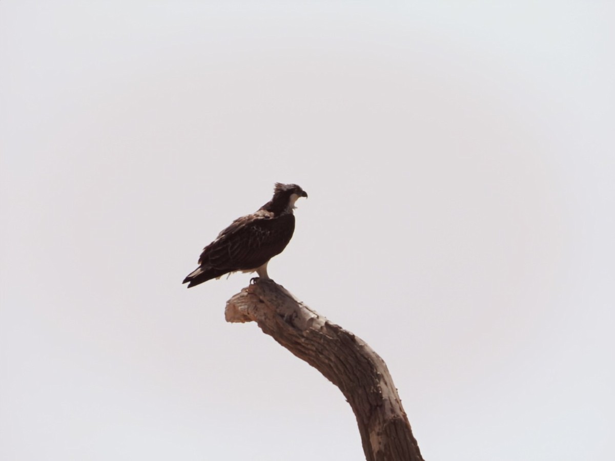 שלך - ML650449575