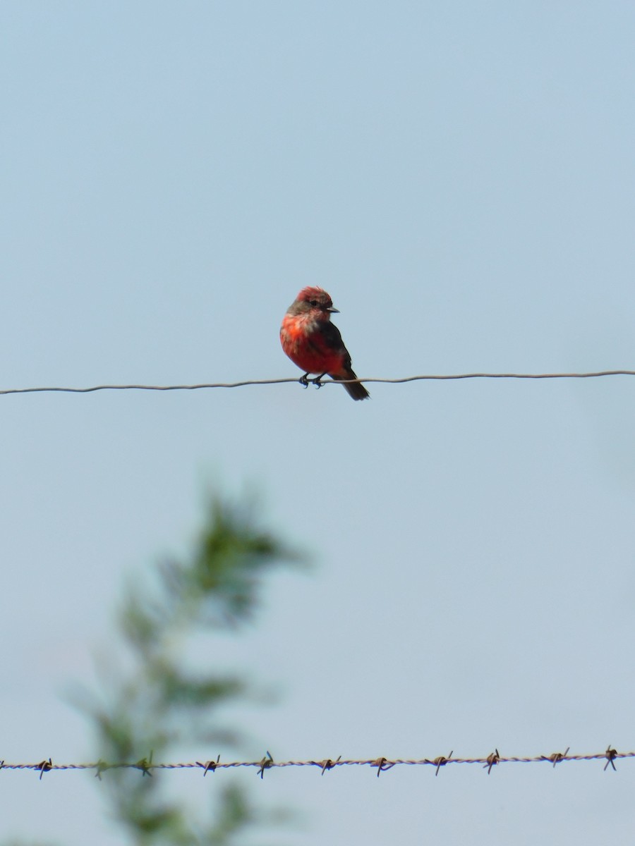 ベニタイランチョウ - ML650449724