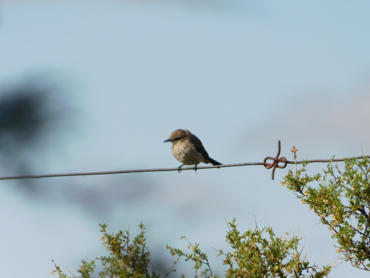 ベニタイランチョウ - ML650449730