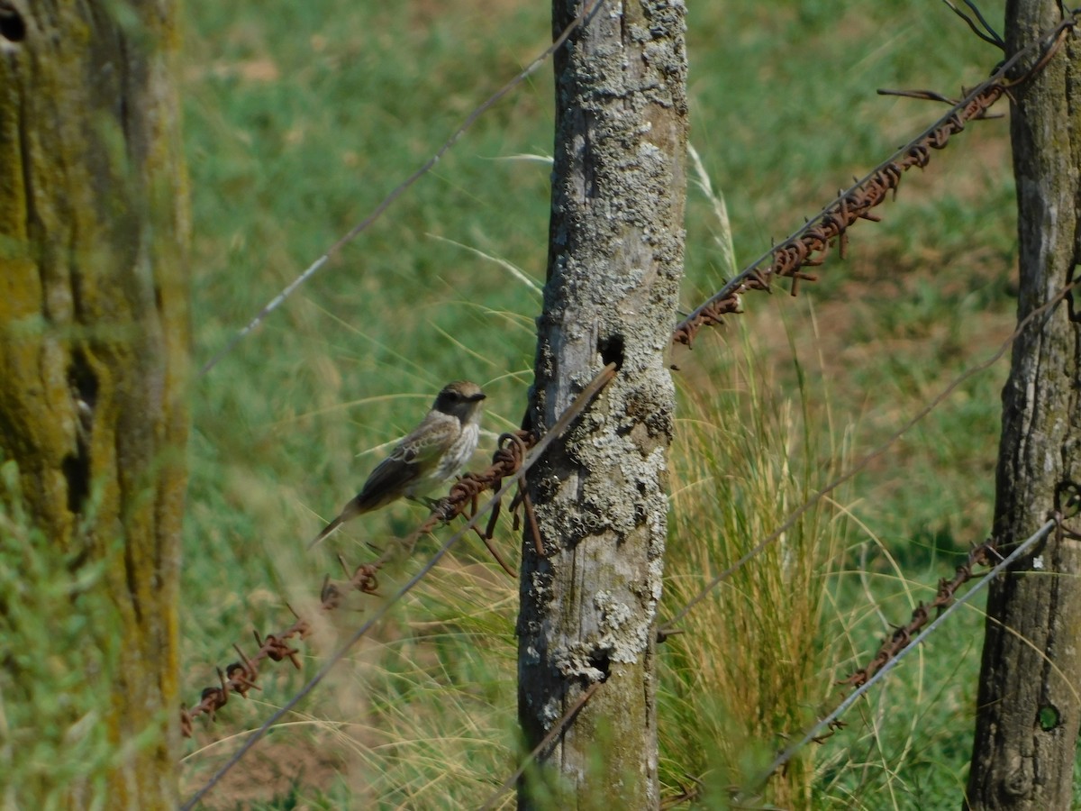 ベニタイランチョウ - ML650449731