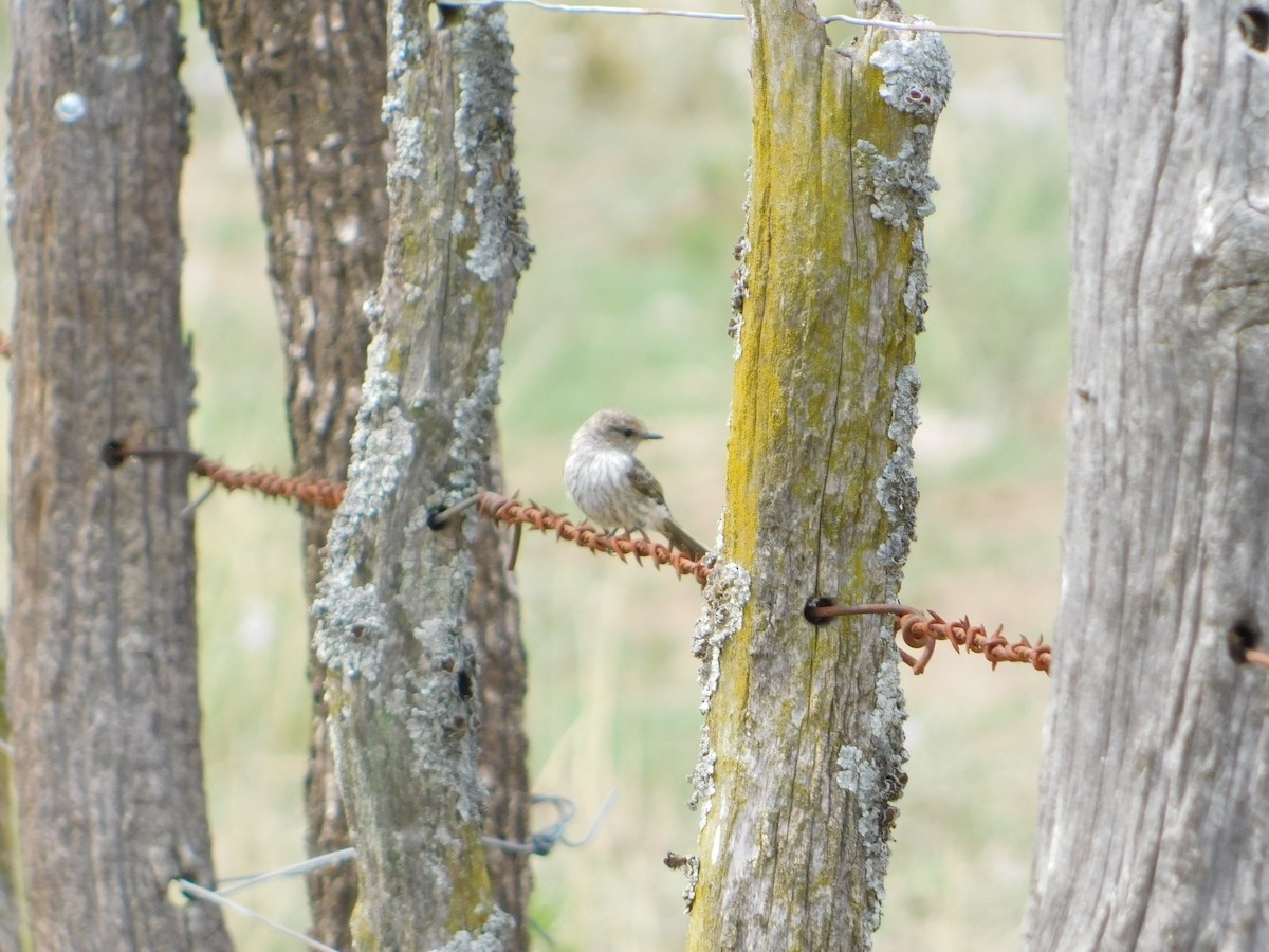 ベニタイランチョウ - ML650449733