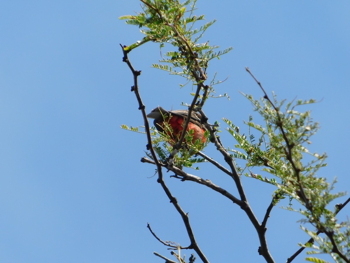 ベニタイランチョウ - ML650449734