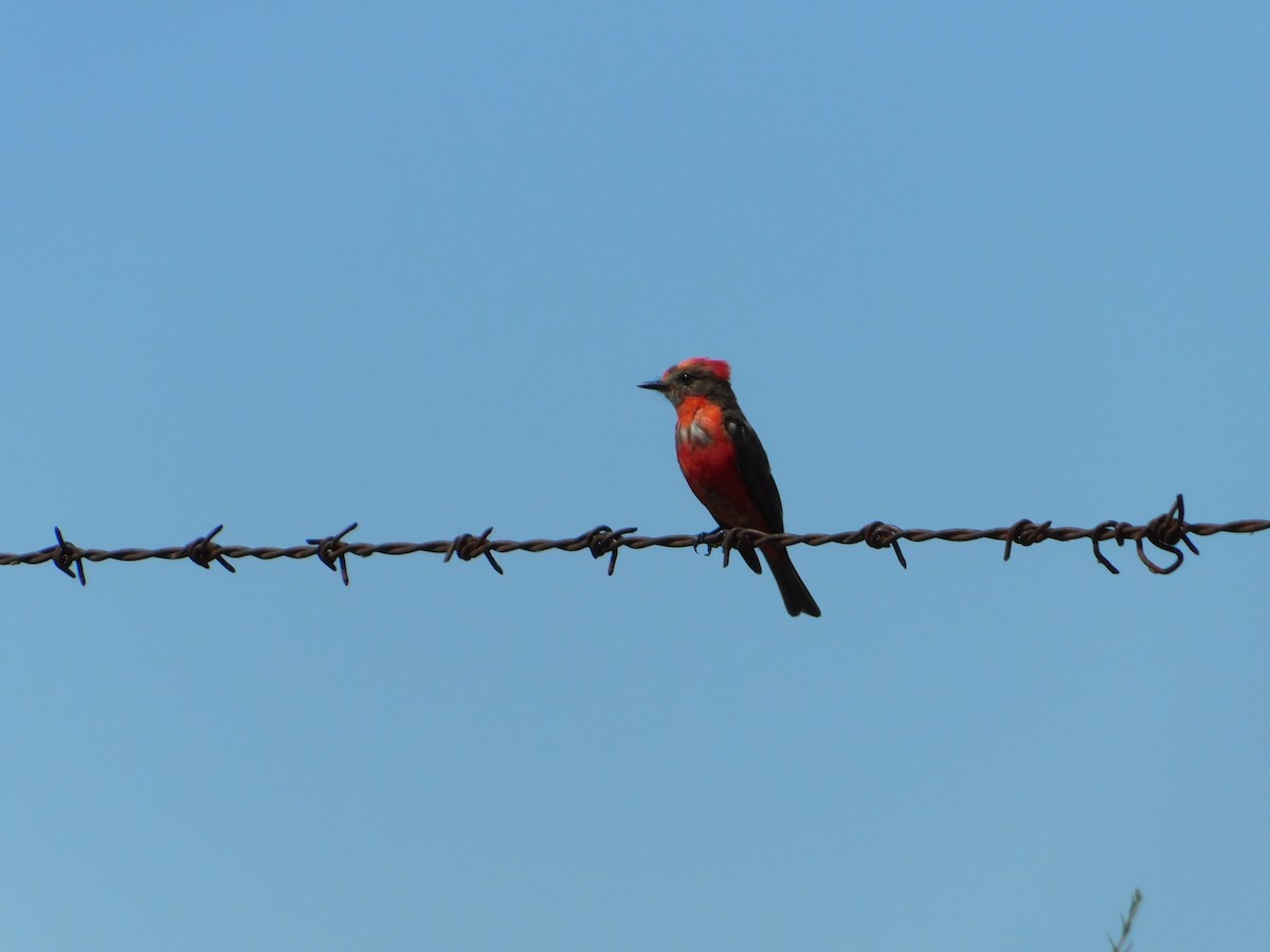 ベニタイランチョウ - ML650449735