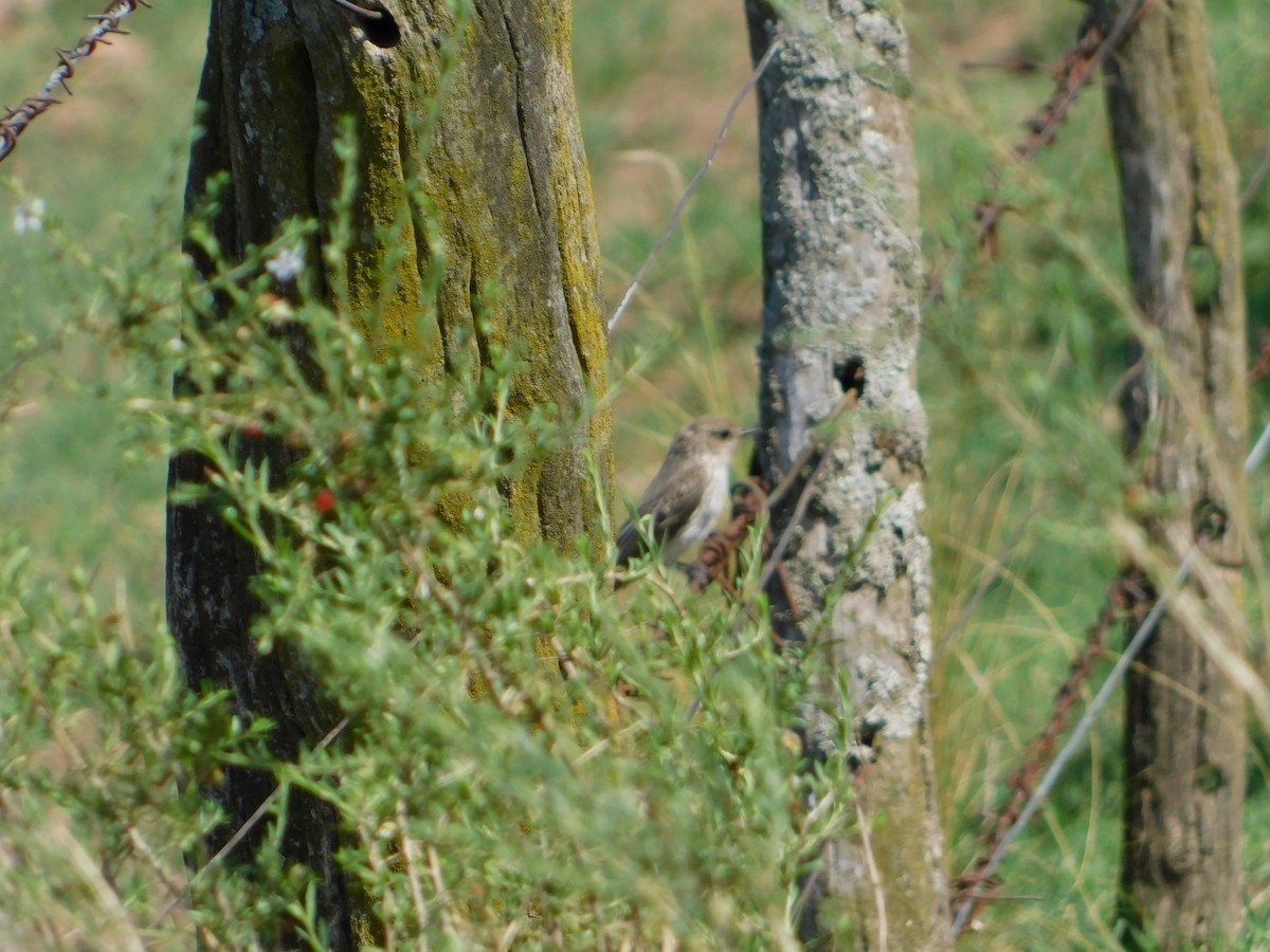 ベニタイランチョウ - ML650449736