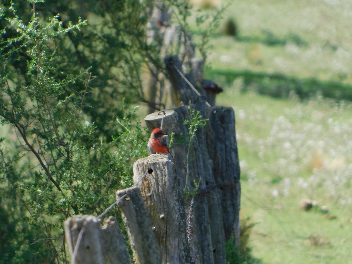 ベニタイランチョウ - ML650449737