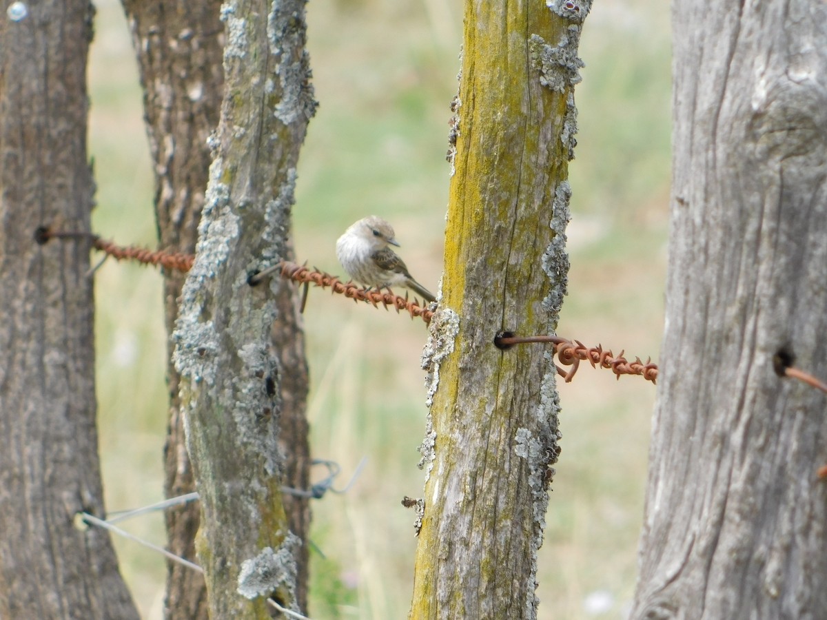 ベニタイランチョウ - ML650449738