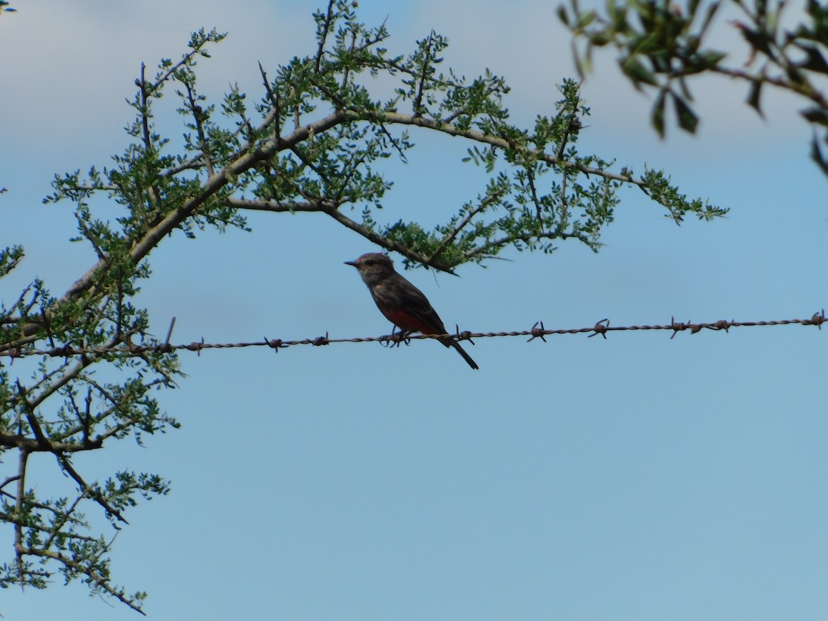 ベニタイランチョウ - ML650449739