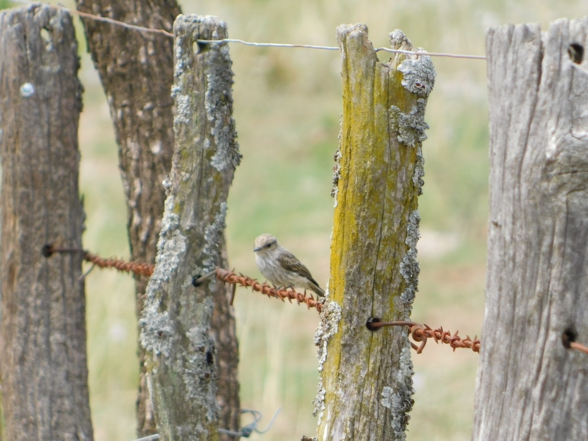 ベニタイランチョウ - ML650449740