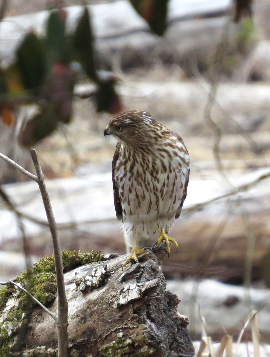 Cooper's Hawk - ML650449748