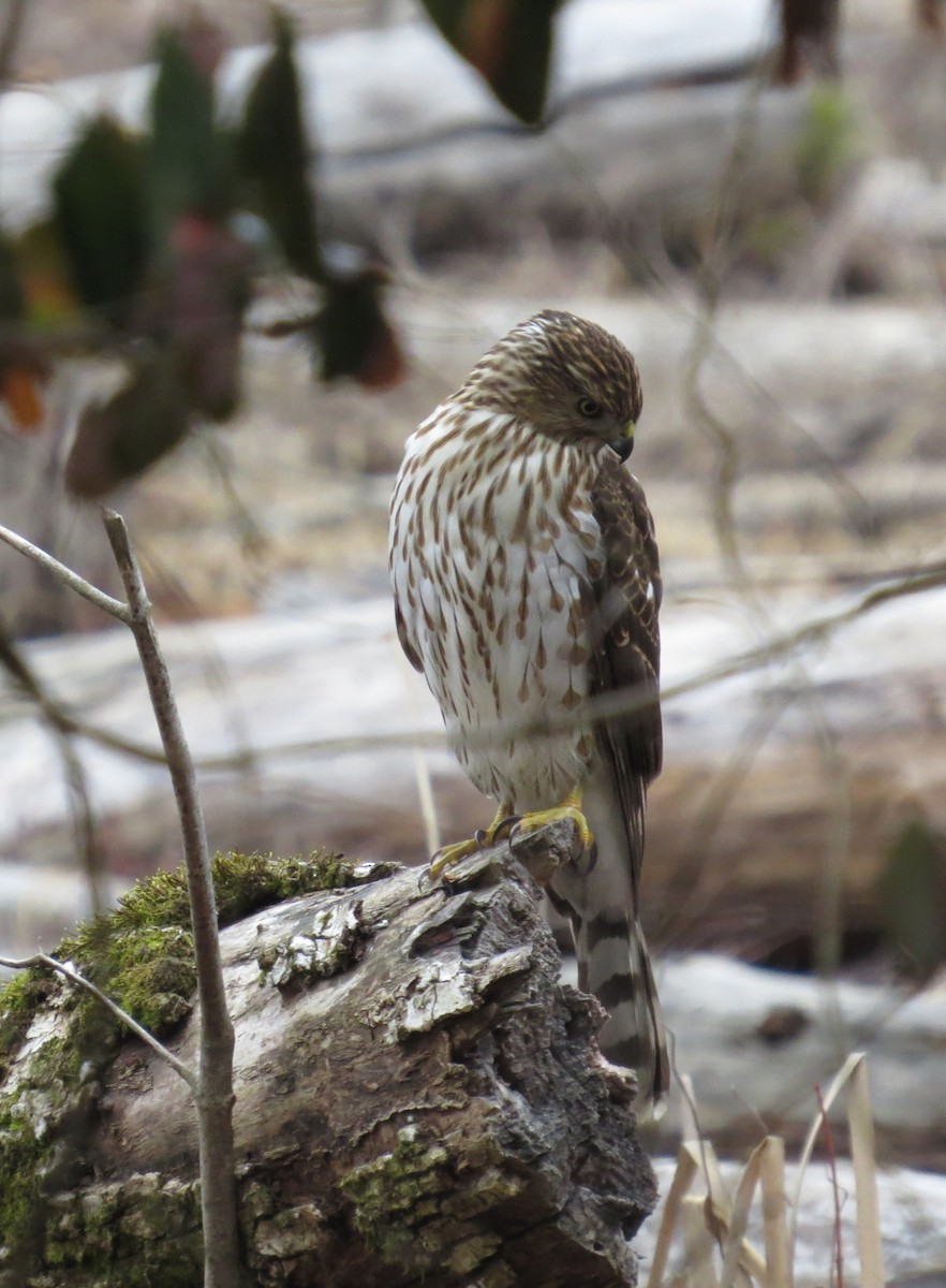 Cooper's Hawk - ML650449749