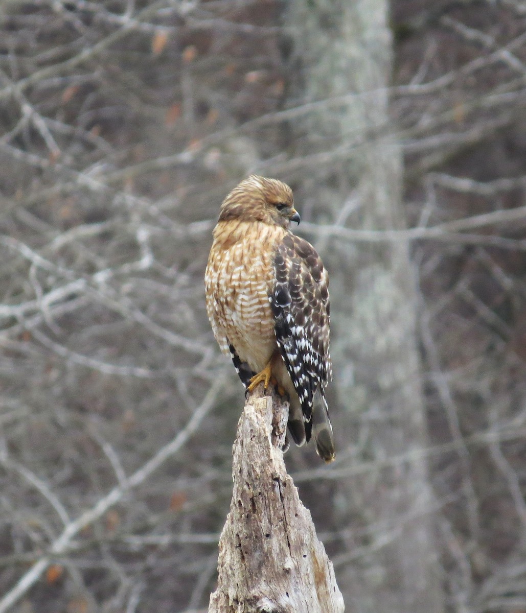 Red-shouldered Hawk - ML650449777
