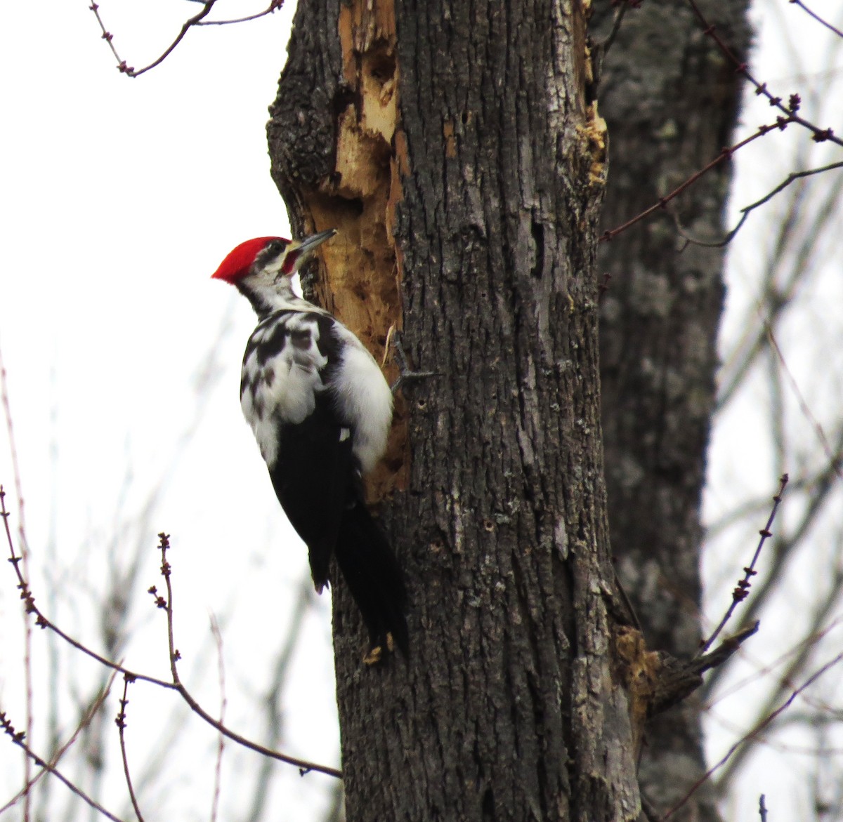 Pileated Woodpecker - ML650449796