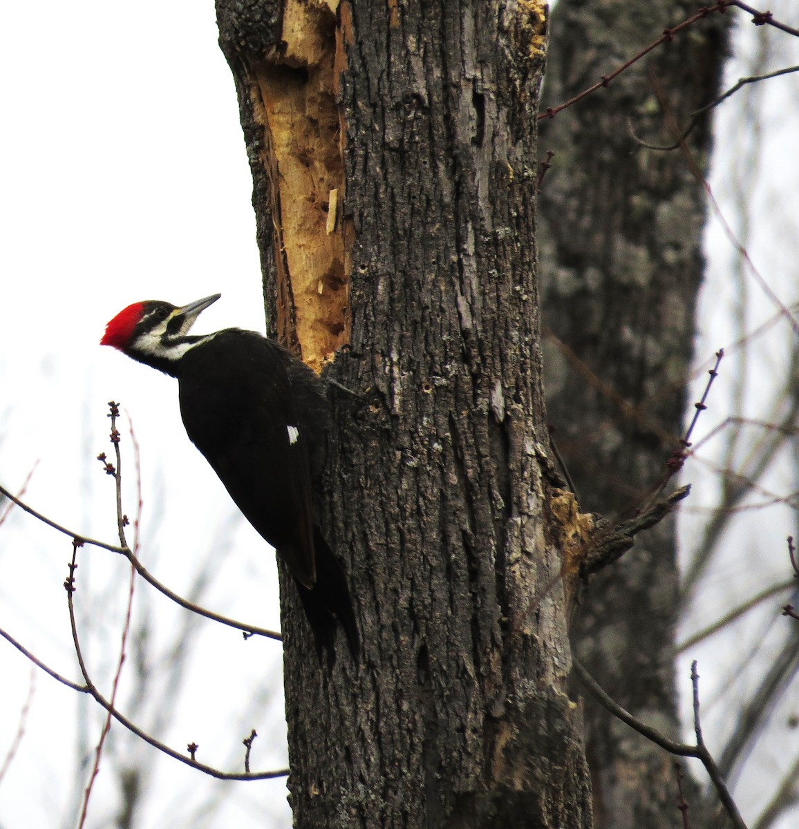 Pileated Woodpecker - ML650449797