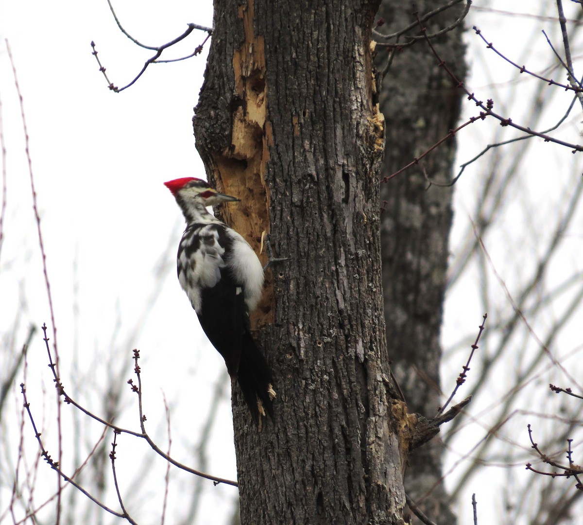 Pileated Woodpecker - ML650449798