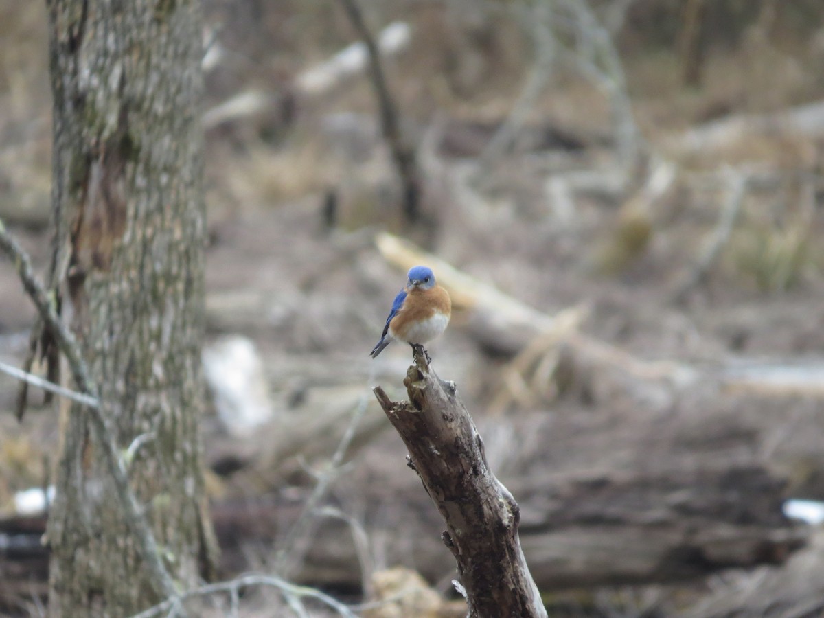 Eastern Bluebird - ML650449818
