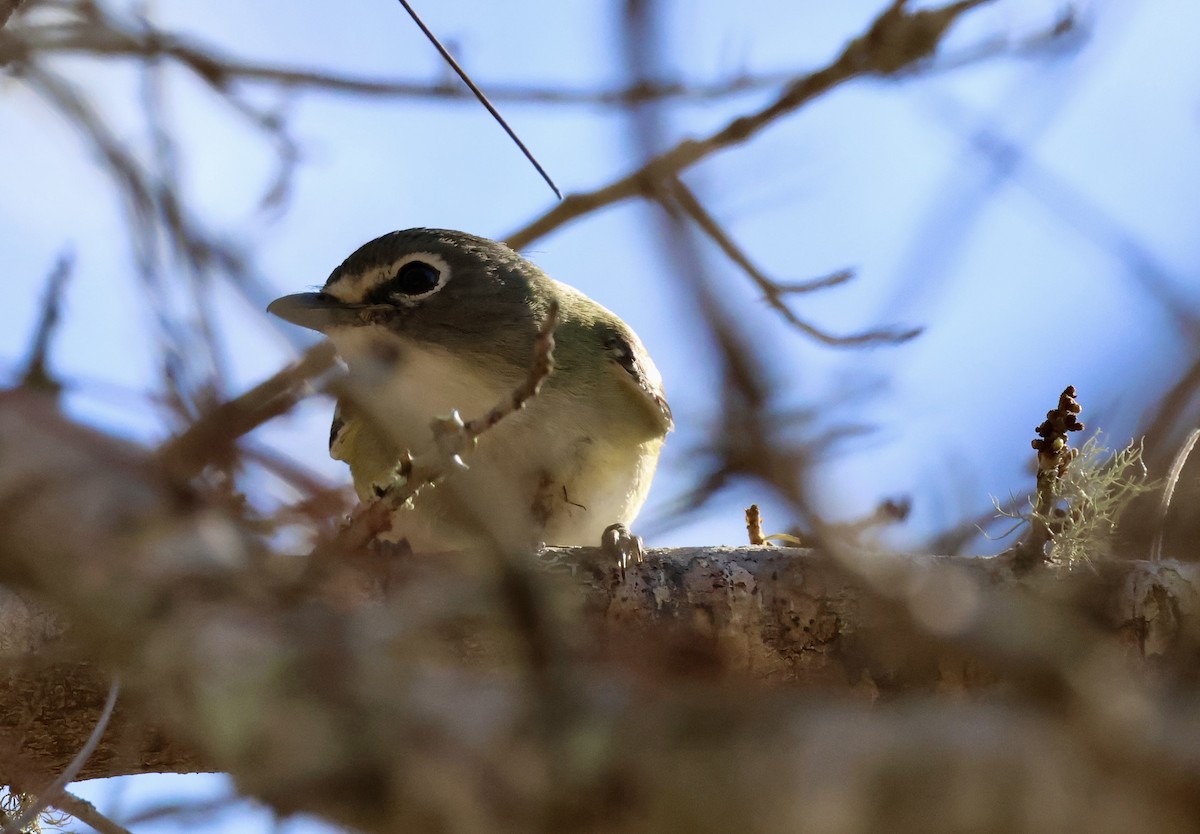 Blue-headed Vireo - ML650450010