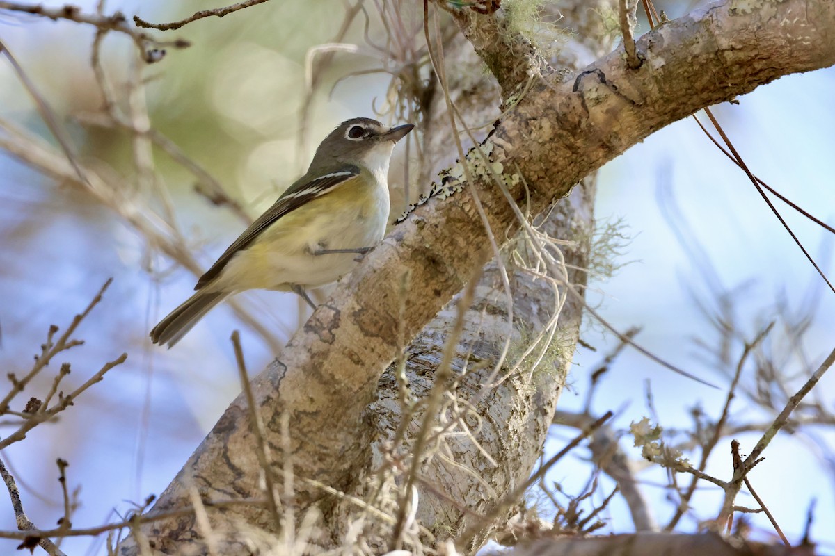 Blue-headed Vireo - ML650450011