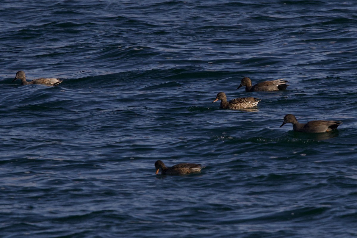 Boz Ördek - ML650450047