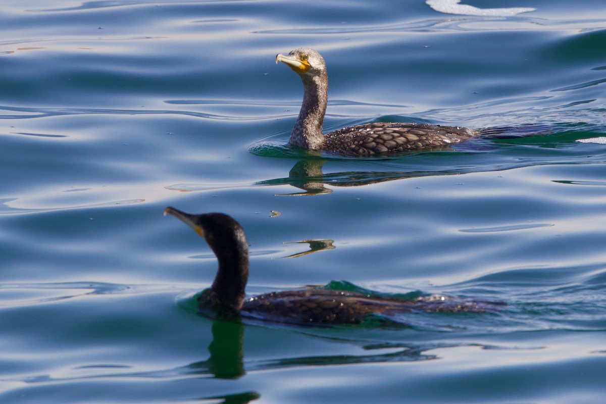 Karabatak - ML650450063