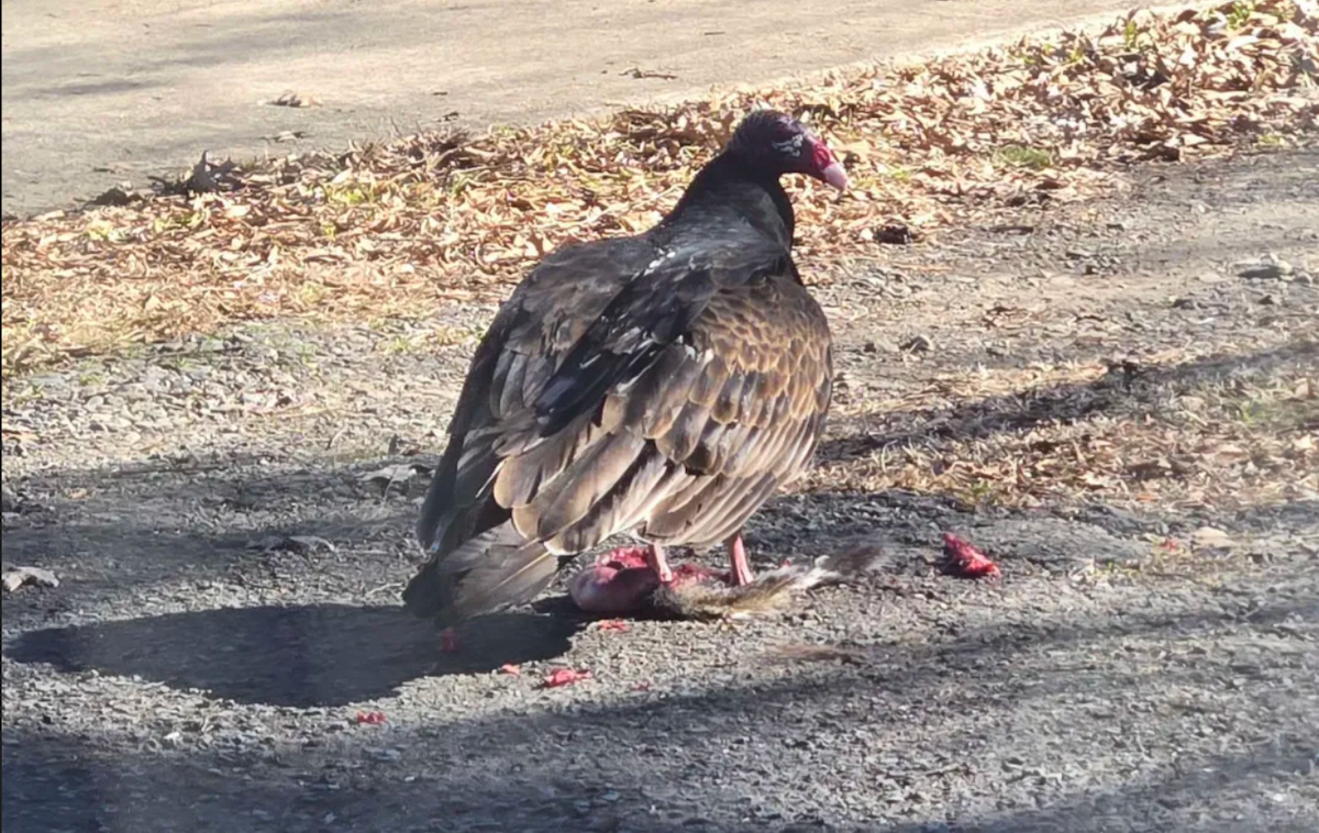 Катарта-индейка - ML650450066