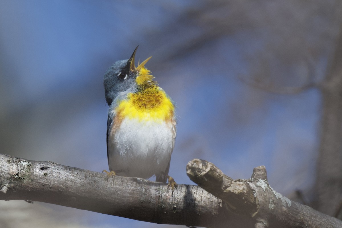 Northern Parula - ML650450285