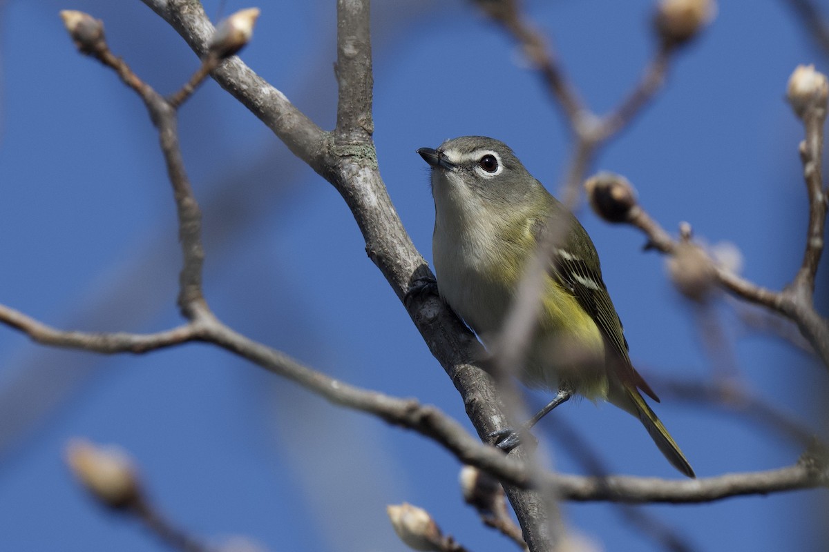 Blue-headed Vireo - ML650450334