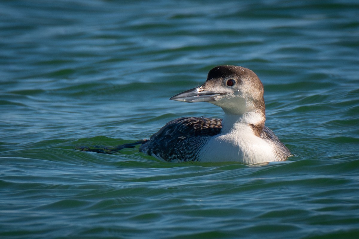 צוללן צפוני - ML650450391