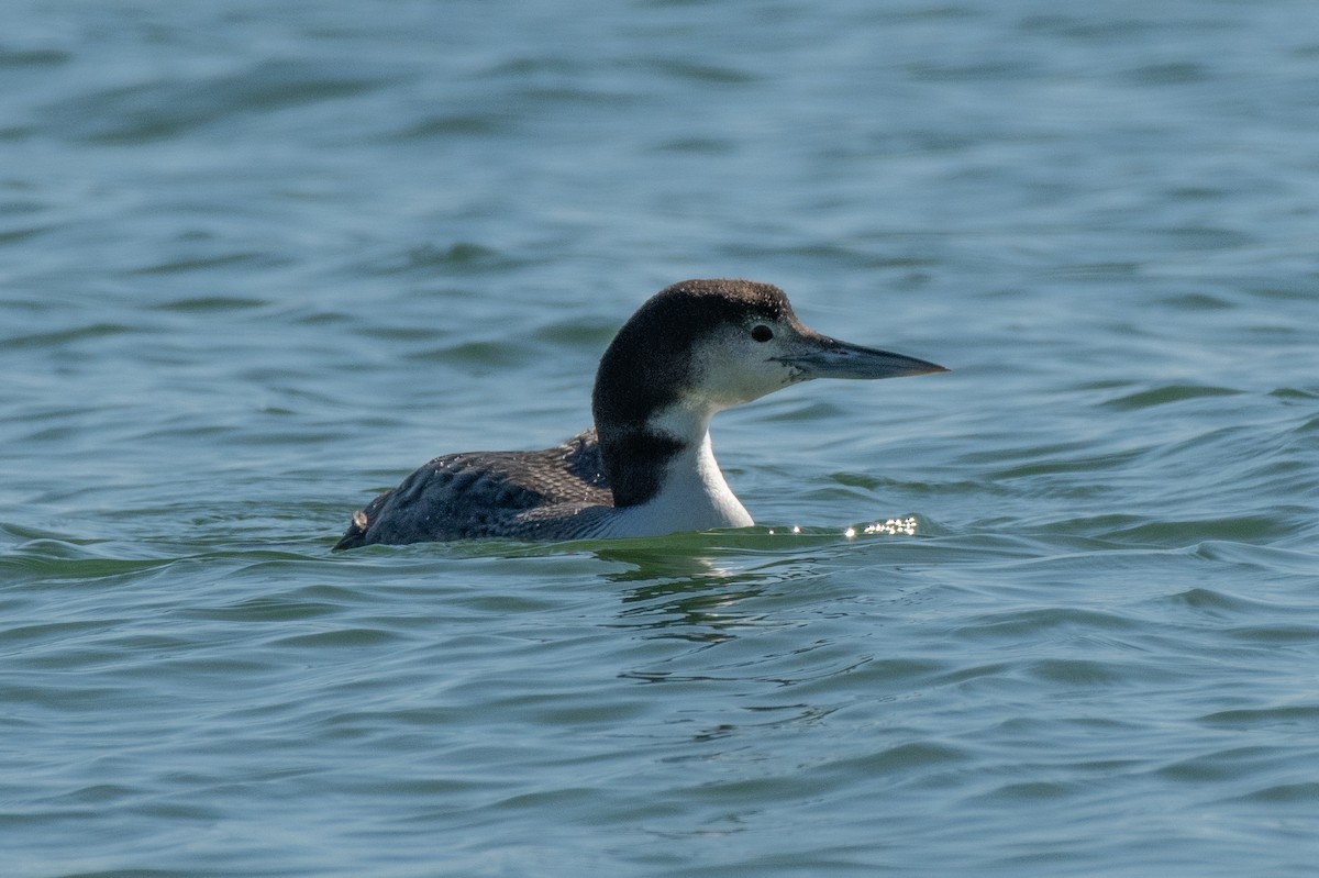 צוללן צפוני - ML650450392