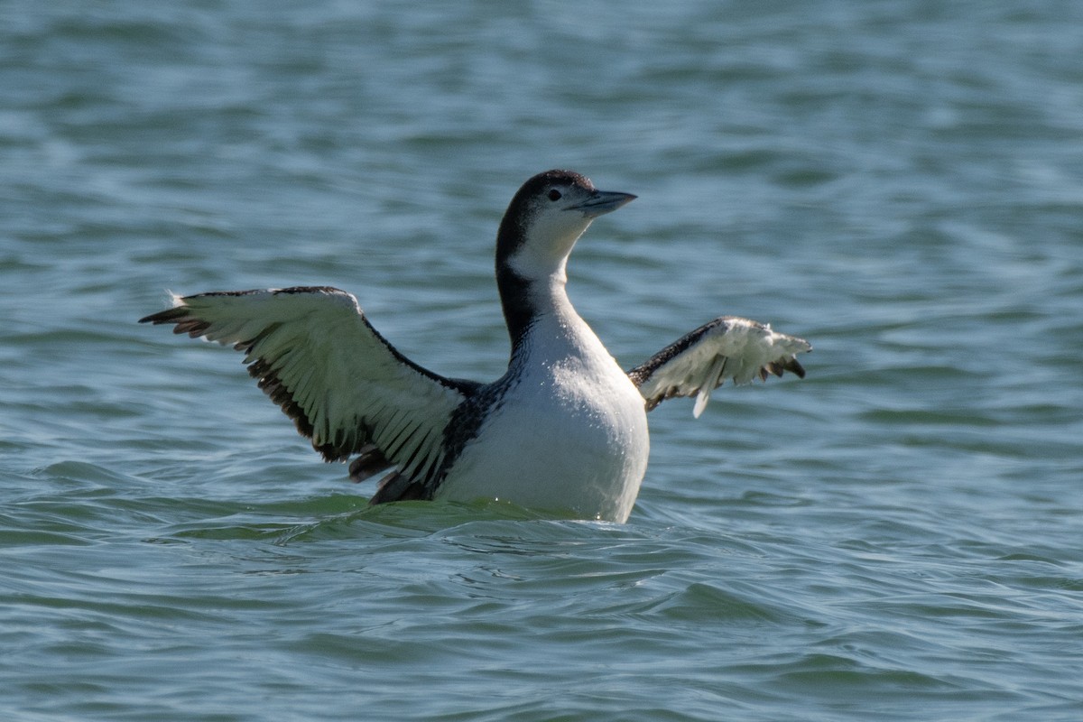 צוללן צפוני - ML650450393