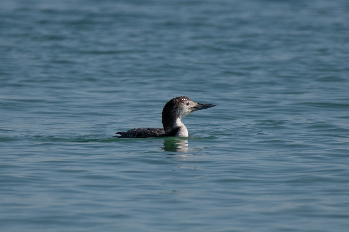 צוללן צפוני - ML650450394