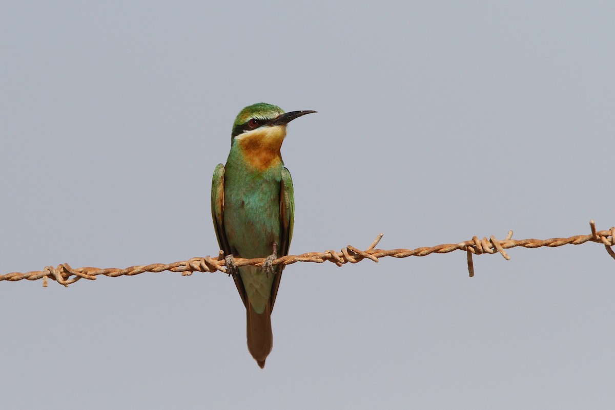 Blue-cheeked Bee-eater - Christoph Moning