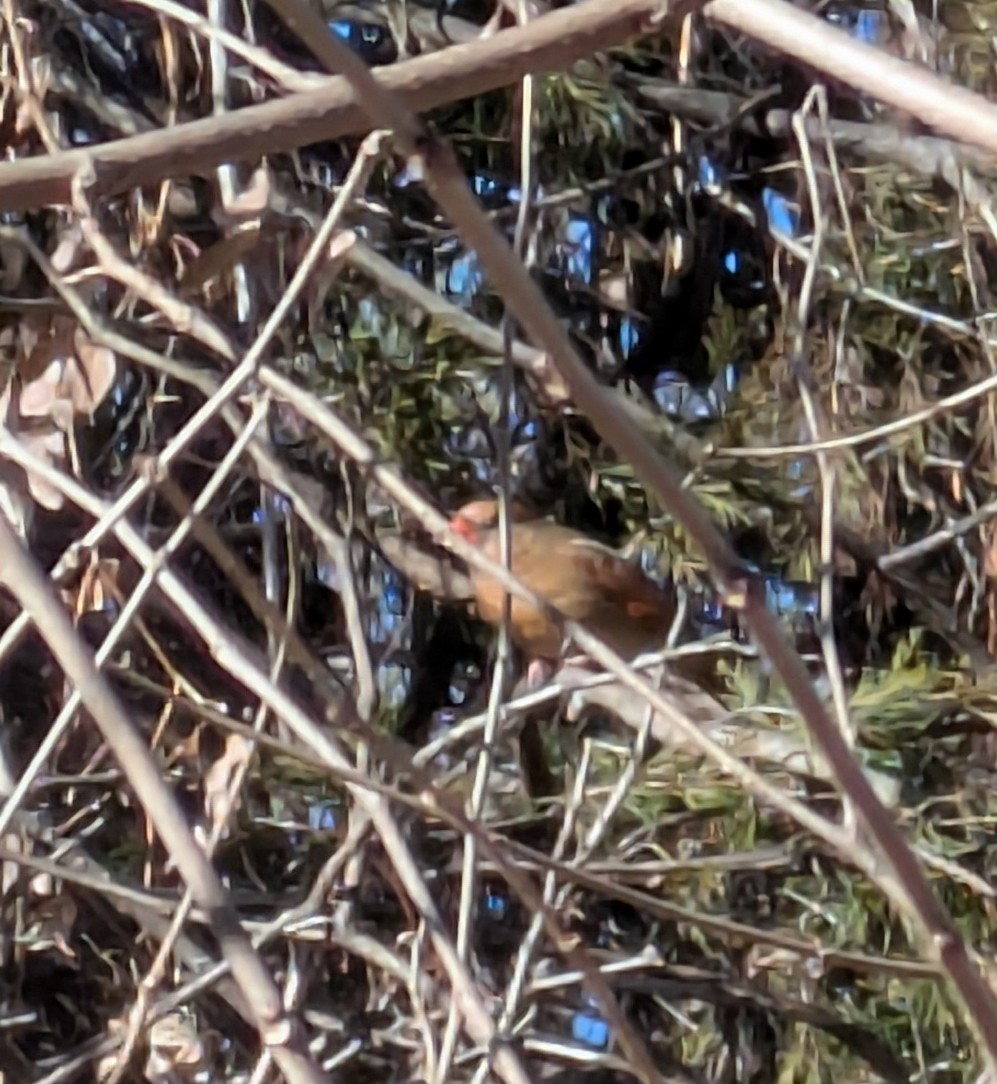 rødkardinal - ML650450424