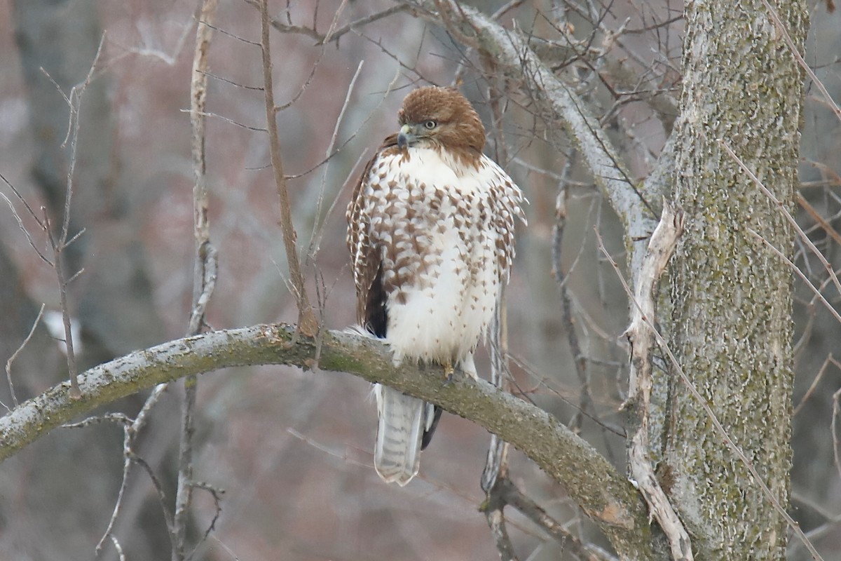 Busardo Colirrojo - ML650450462