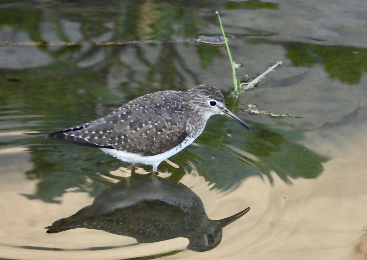 Einsiedelwasserläufer - ML650450492