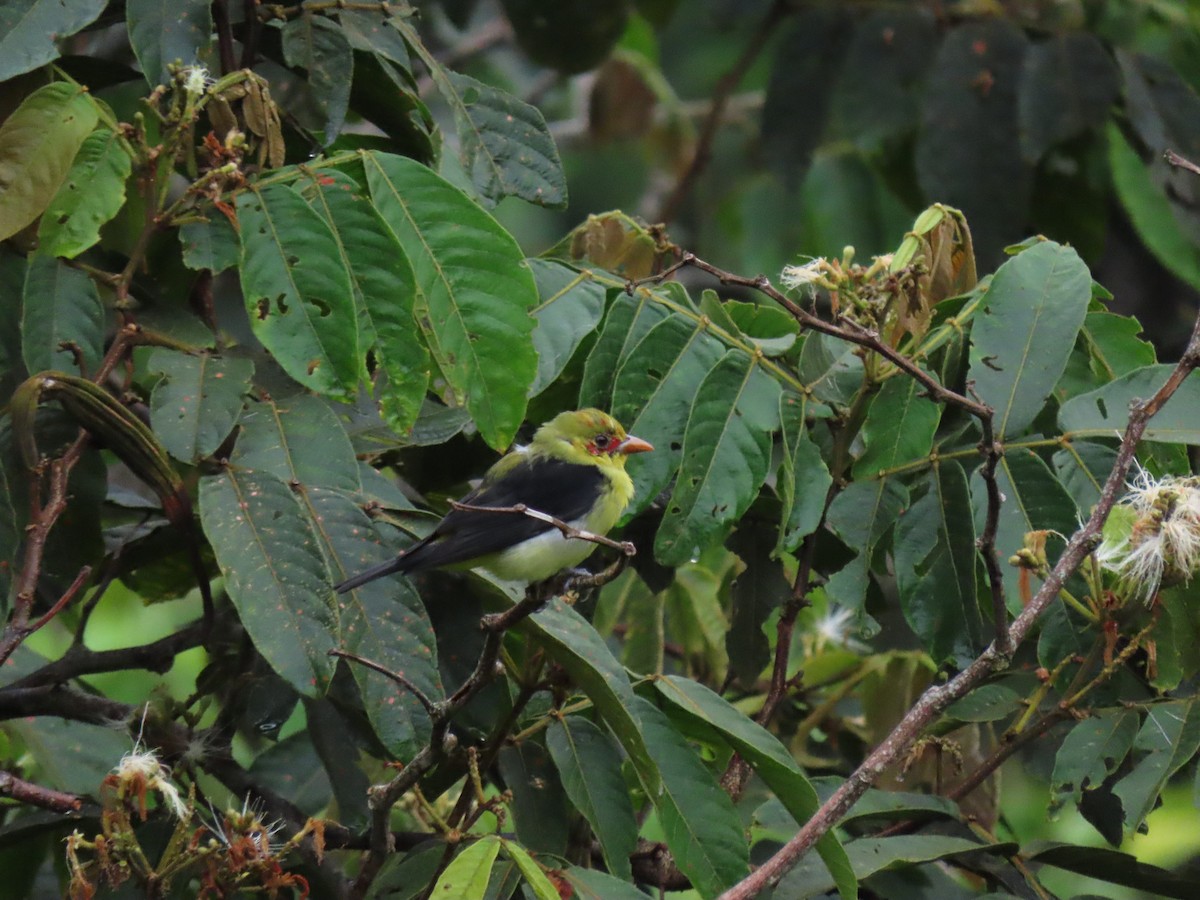 Scarlet Tanager - ML650450504