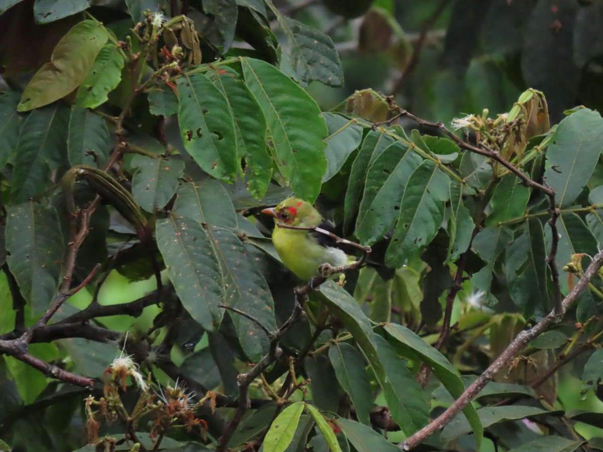 Scarlet Tanager - ML650450543