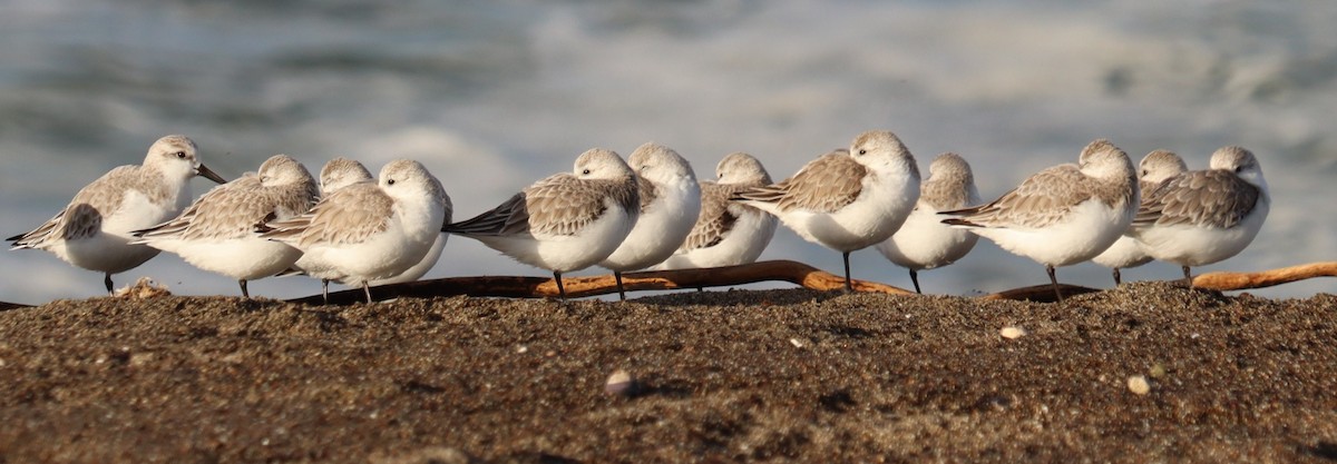 Sanderling - ML650450574