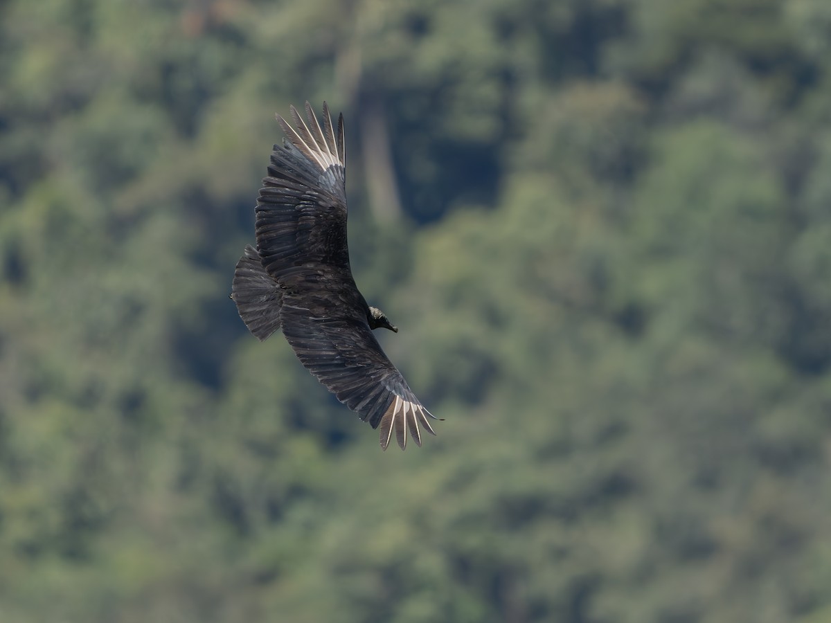 Чёрная катарта - ML650450604