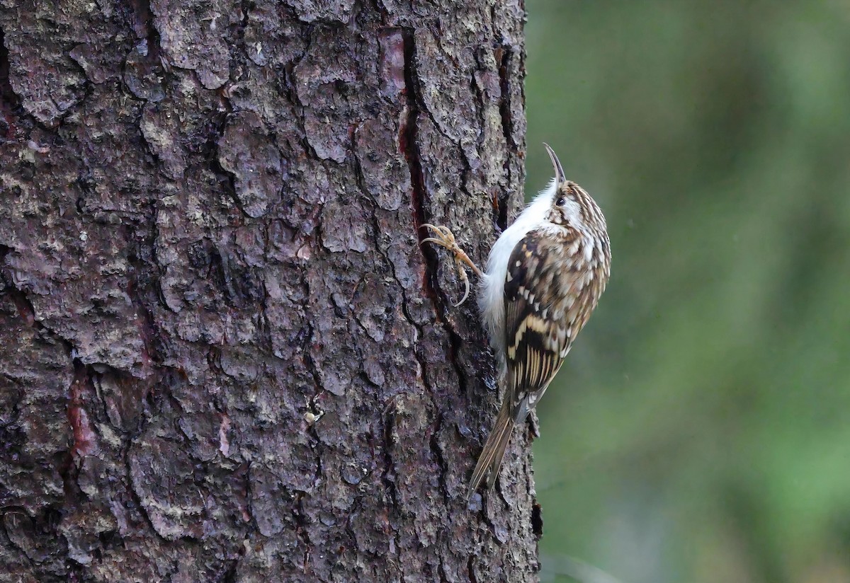 Rampichino alpestre - ML650450699