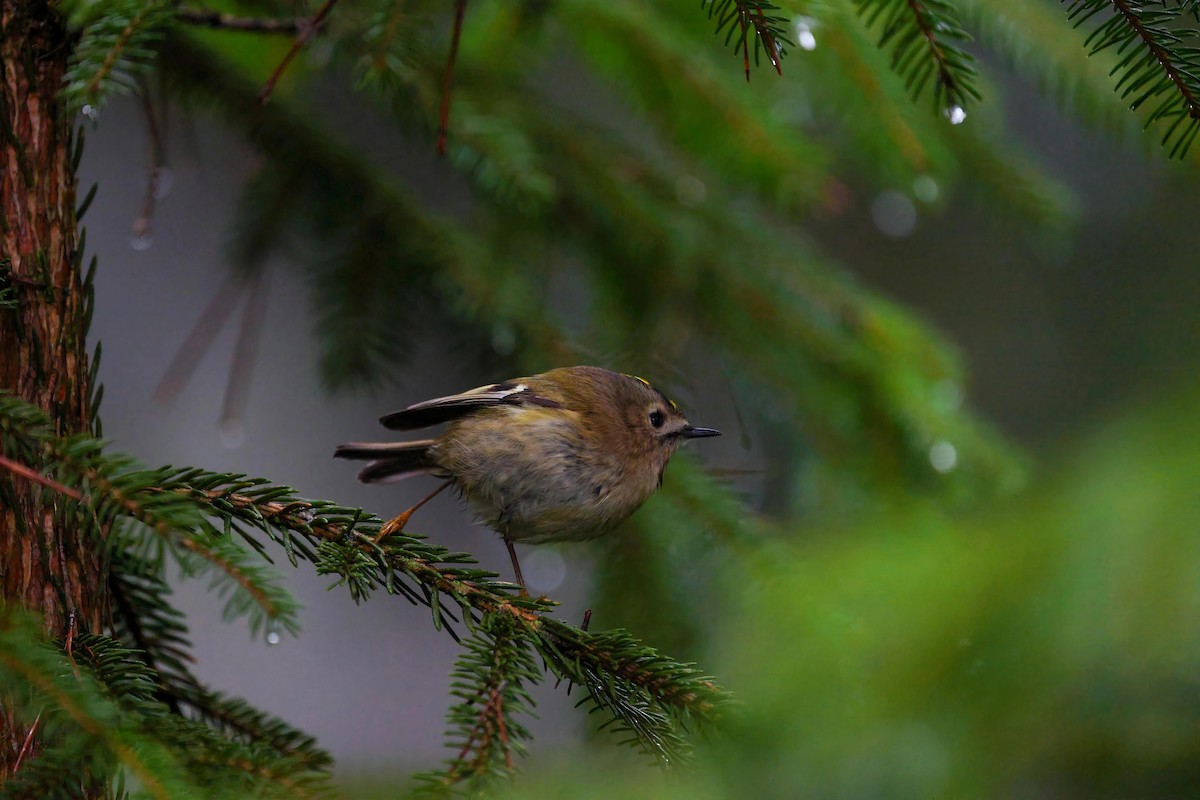 Regolo - ML650450724