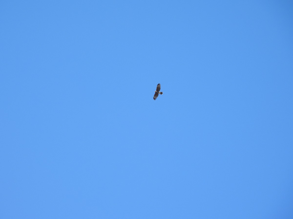 Harris's Hawk - ML650450789